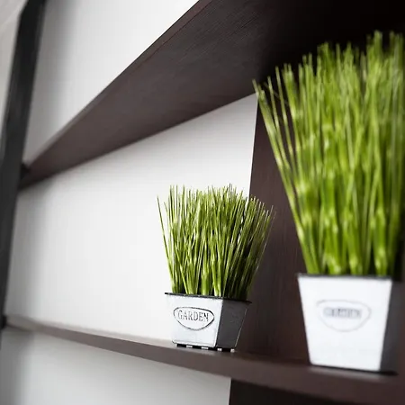 Lion King D2 * 利沃夫