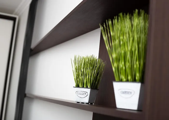 Lion King D2 * Leópolis